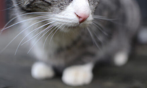 VALORANT 战队实力排名变化明显，valorant比赛规则