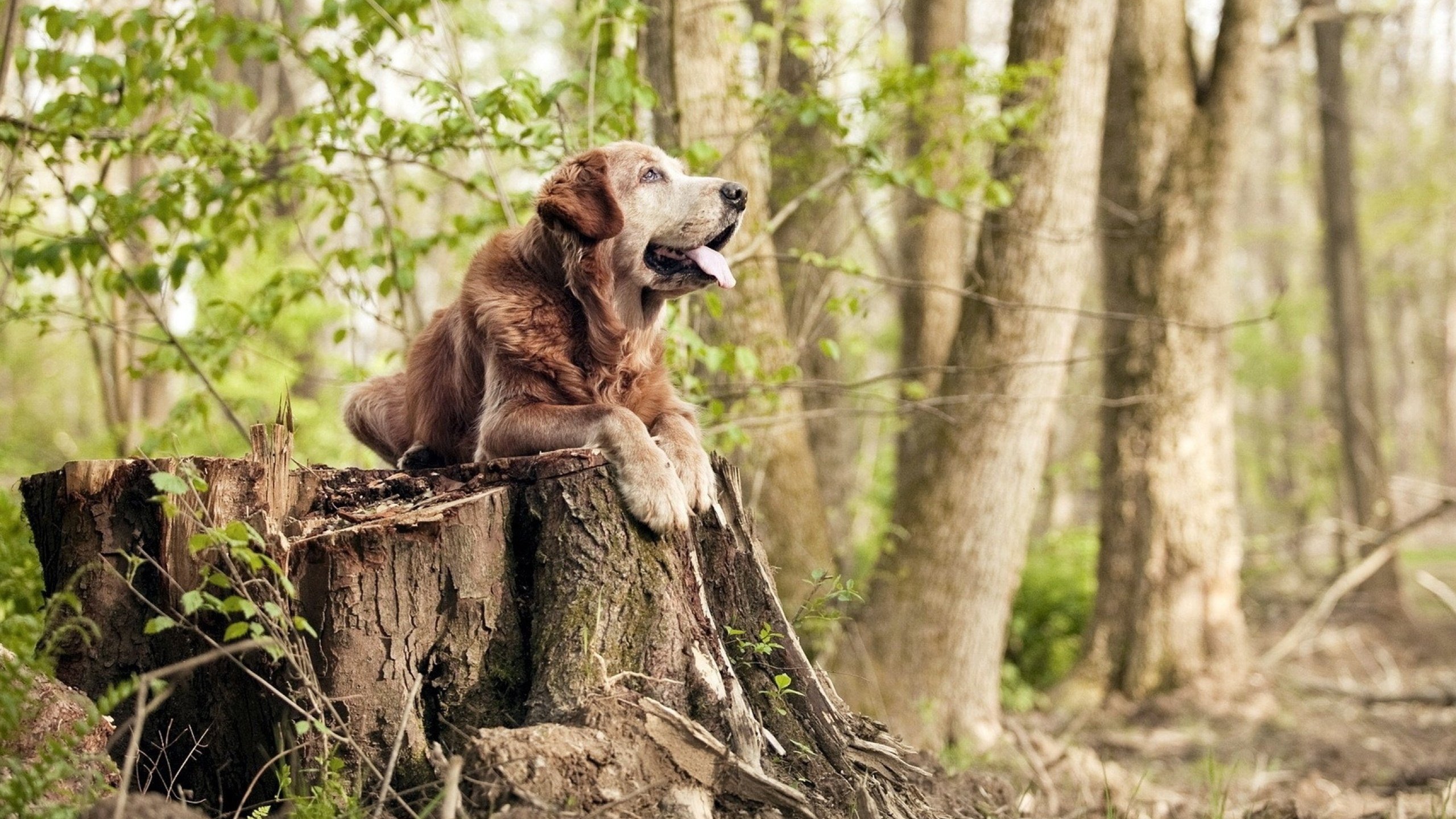 “未来新星：年度潜力排名榜单”，未来潜力新品