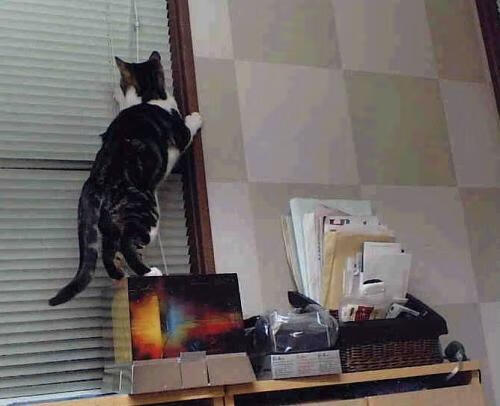 失误包袱:上海队多达20次失误,未能逆转战局!,上海队队员名单