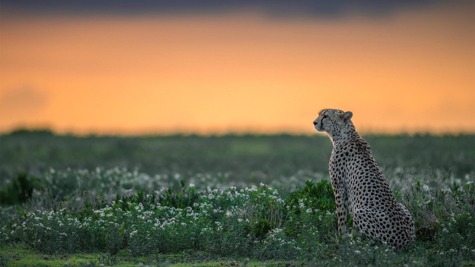 爱游戏中国官方网站平台-兰德尔带伤作战，仍展现出色个人能力，兰德尔打法