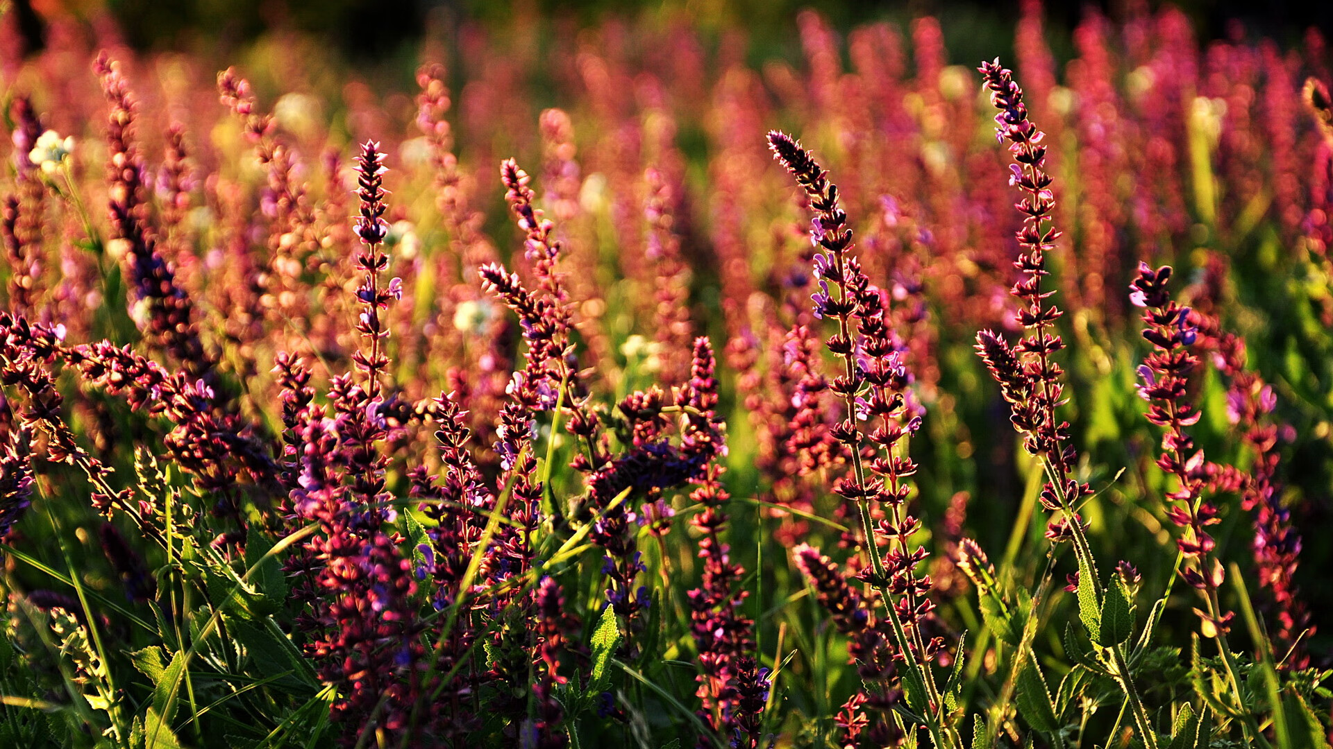 北京国安中场表现抢眼,领先积分榜,北京国安积分排行榜