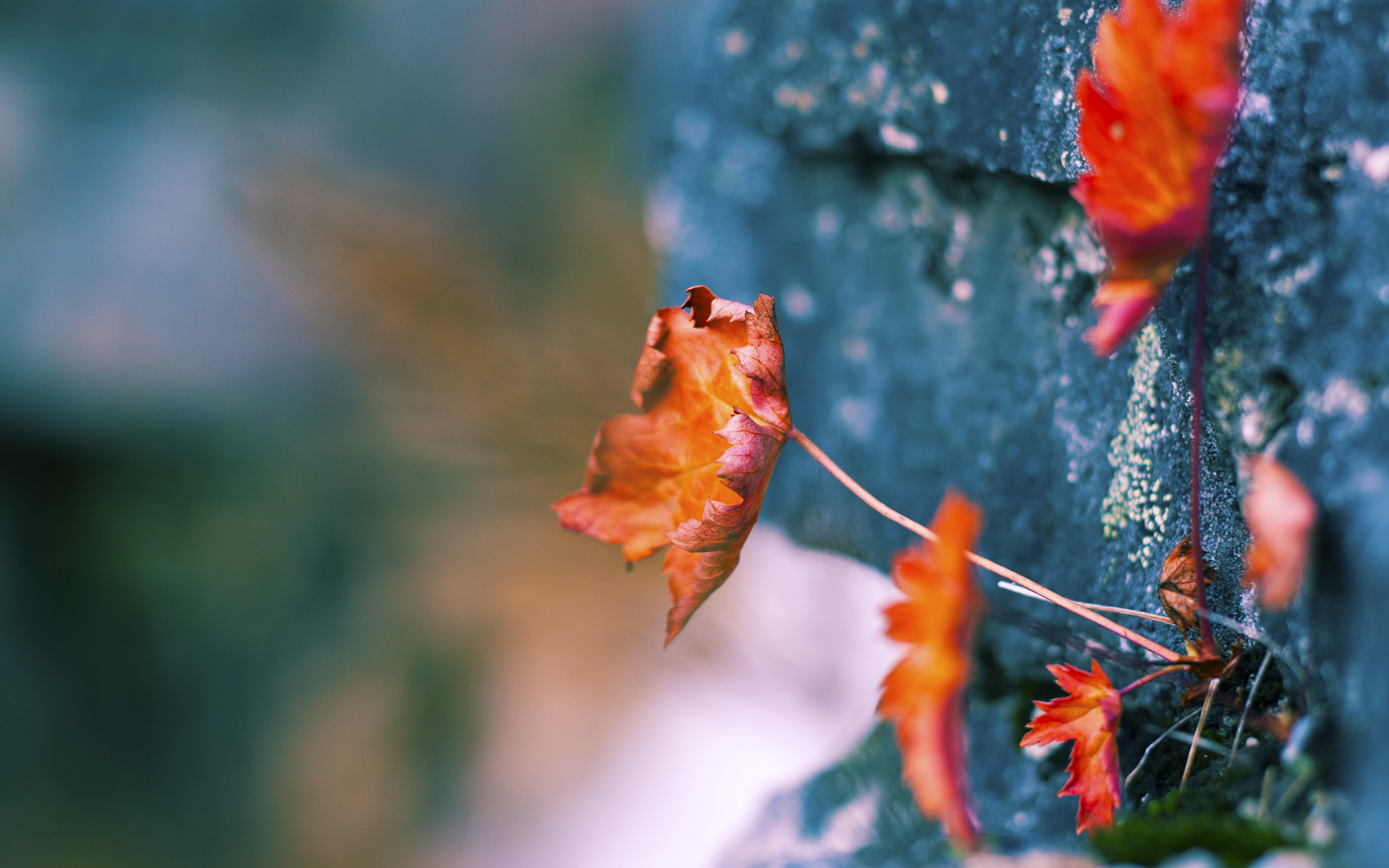 拜仁遭遇塞尔塔:强弱对比将分晴雨,拜仁vs塞维利亚结果