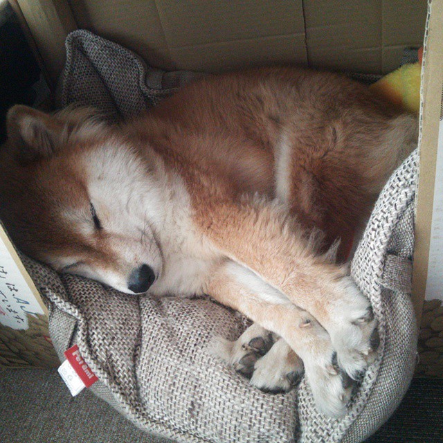 爱游戏官方-独行侠控卫东斯基复出后场暴走+，独行侠东契奇打的什么位置