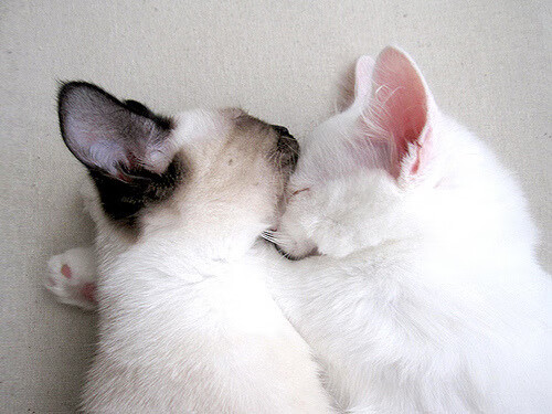 爱游戏中国官方网站平台-独行侠收获胜利后锋再砍准绝杀 实力获认可，独行侠赢了吗