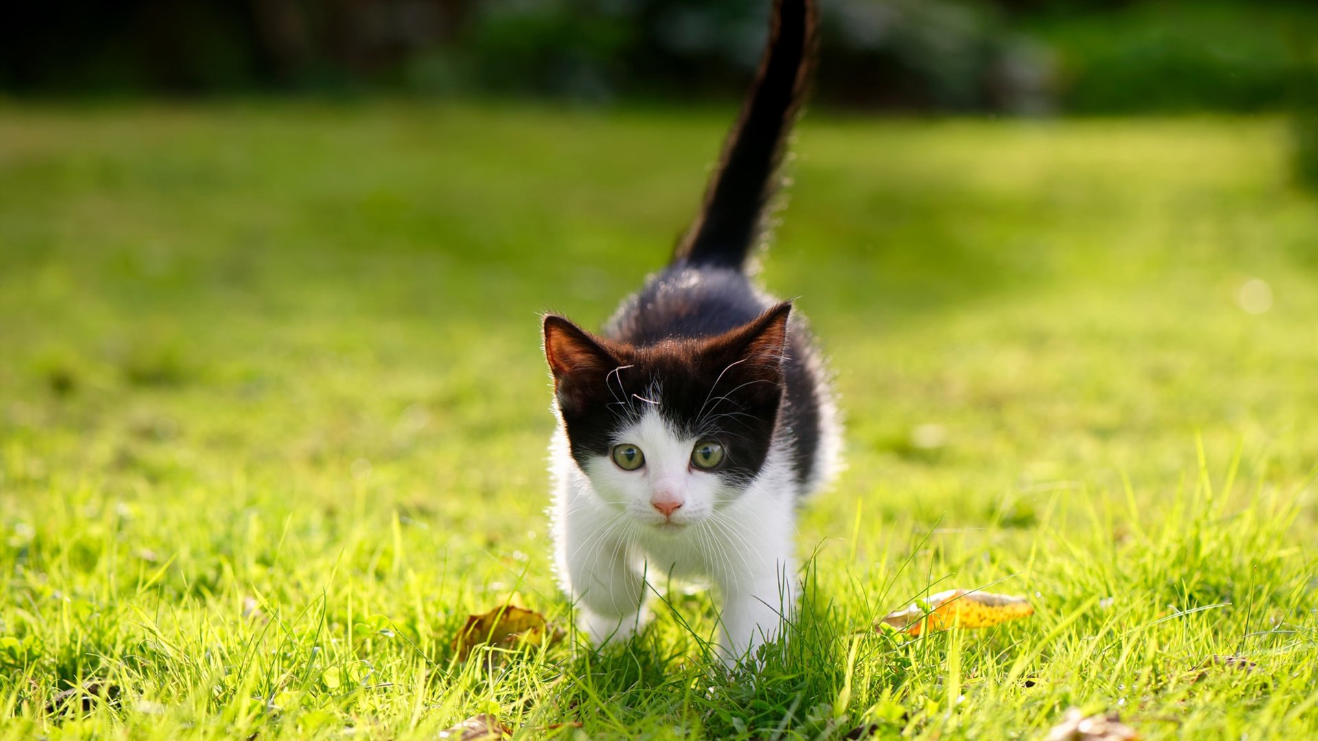 电竞电竞赛事市场推广新策略及粉丝经济开发案例,电竞推广策划案