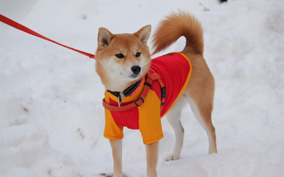 爱游戏电竞官网-体育新闻中心参与智慧体育标准体系建设，智慧体育建设内容