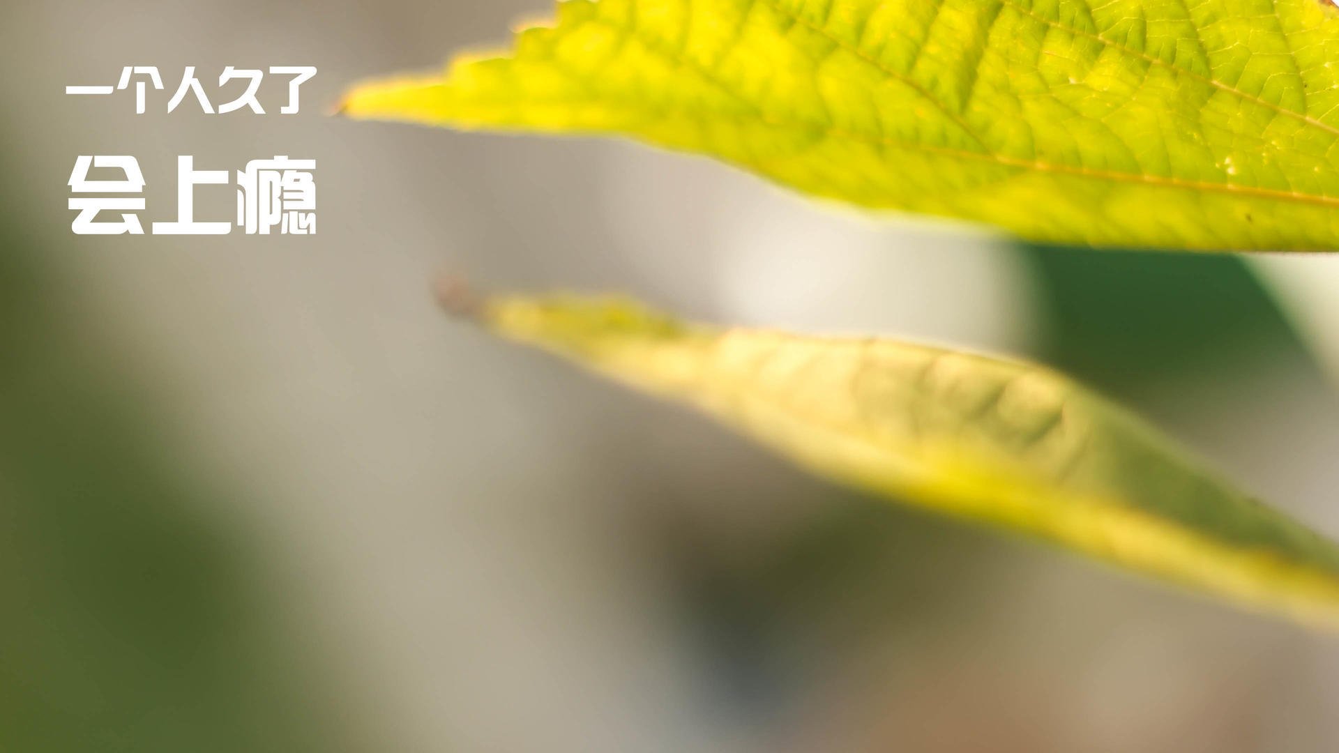 AYX官网-女子橄榄球赞助金额增长显著，女子橄榄球女神