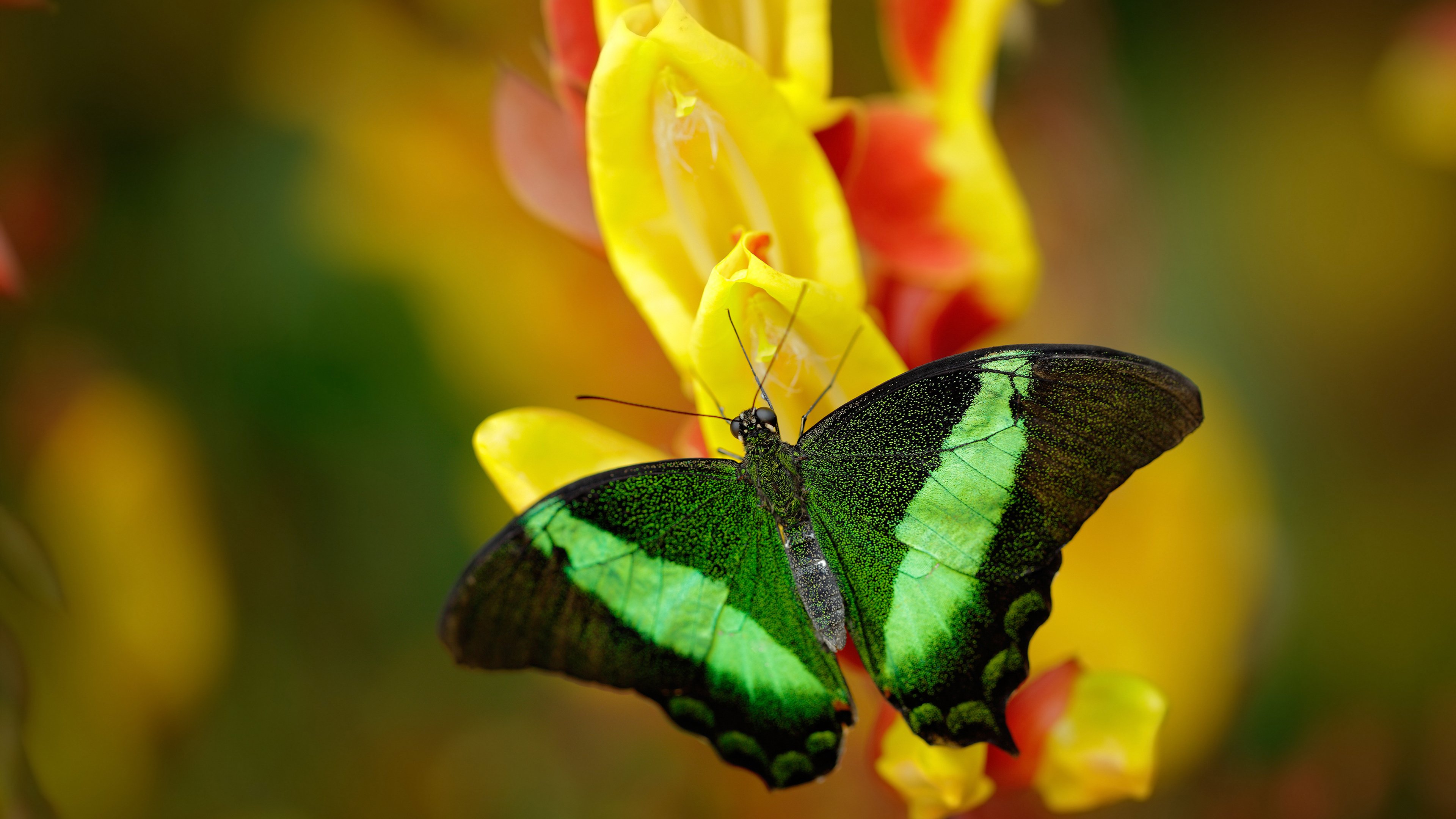 爱游戏娱乐平台-格鲁吉亚女篮在欧洲锦标赛中表现优异，续写荣光，格鲁吉亚篮球厉害吗