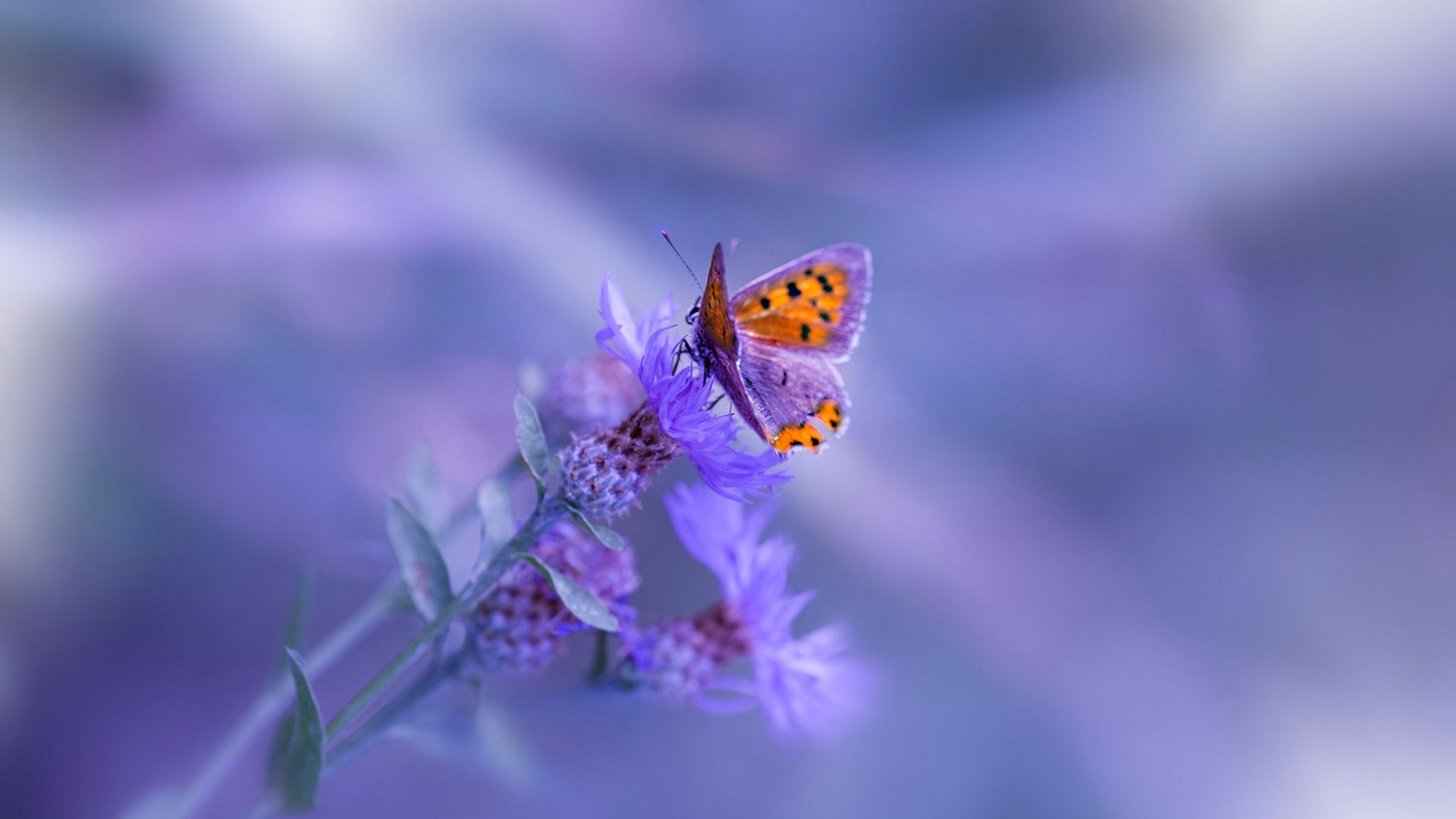 爱游戏下载-谢佩玲精彩表现引爆赛场气氛，谢佩璇个人资料